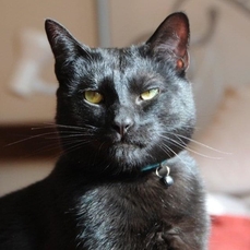 Crédits : PetRescue