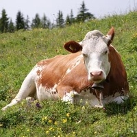 Par Kim Hansen (Travail personnel) [CC BY-SA 3.0 (http://creativecommons.org/licenses/by-sa/3.0)], via Wikimedia Commons