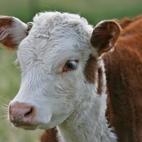 By Jjron (Own work) [CC-BY-SA-3.0 (http://creativecommons.org/licenses/by-sa/3.0/)], via Wikimedia Commons